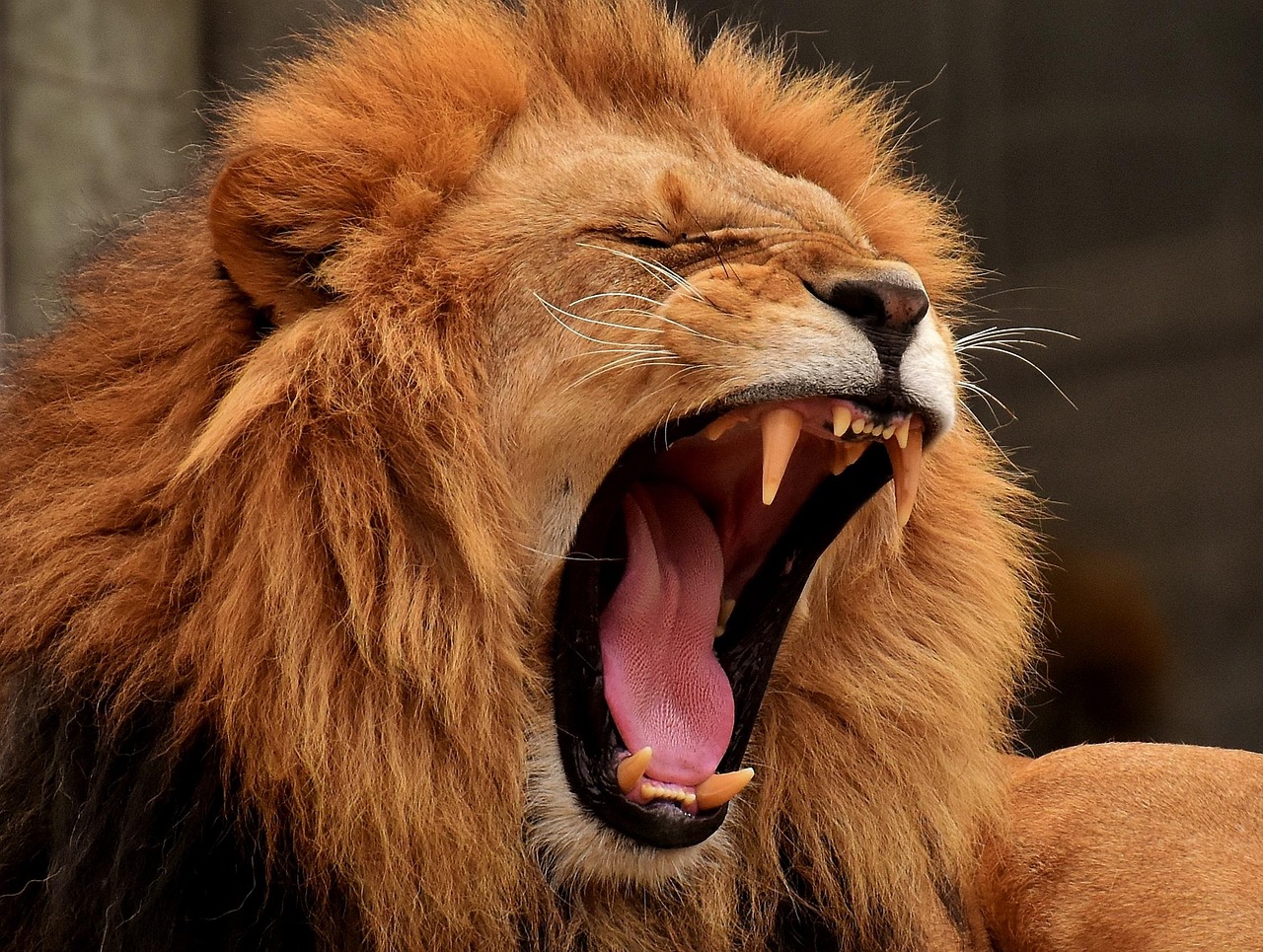 lion, predator, mane, big cat, nature, yawning, roar