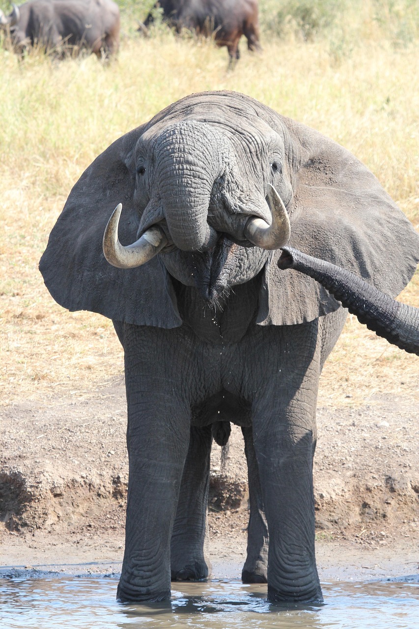 elephant, wildlife, south africa, safari, africa, pachyderm